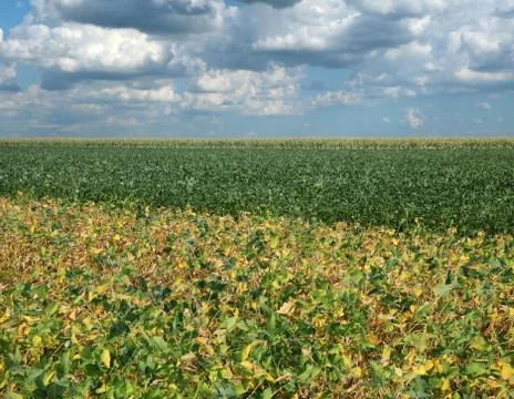 Soybean field in summer Stockfoto's