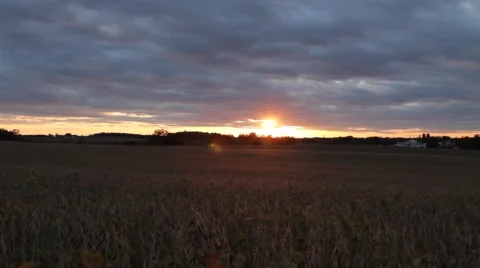 Soybean Field At Sunset Stock Footage 42395084
