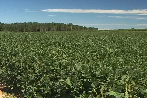 Soybean field tilt up Stock Footage 436670