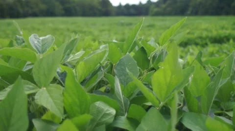 Soybean Field Wave Stock Footage