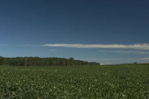 Soybean Fields wide Stock Footage 436695