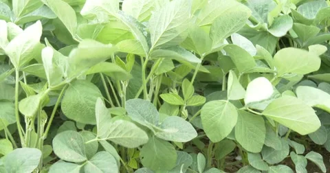 Soybean Filed - Close up - 4k Stock Footage 65310571