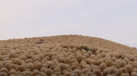 Soybean Stock Footage 41894079