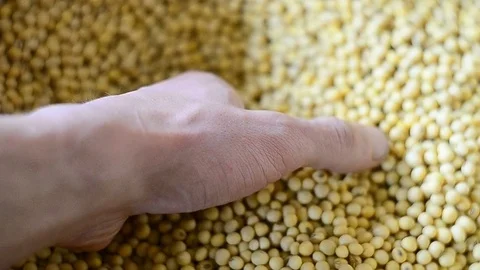 Soybean grain in hand after a good harvest Stock Footage 73364683