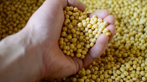 Soybean grain in hand after a good harvest Stock Footage 73364885