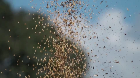 Soybean grain loading 库存影片 51307839