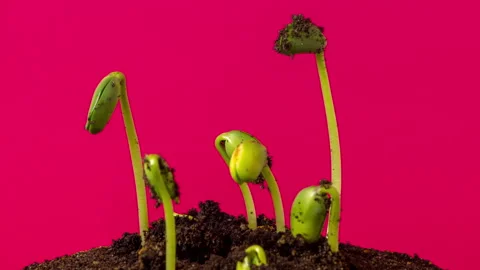 Soybean Growing From Soil Timelapse on Red Stock Footage 185857563