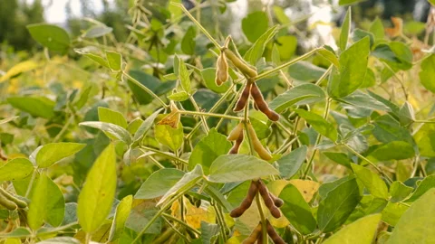 Soybean grows on the field. Selective focus. Stock Footage 276739124