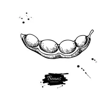 Soybean hand drawn vector illustration. Isolated Vegetable engraved style o.. Stock Illustration