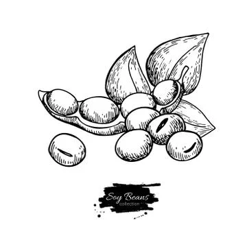 Soybean hand drawn vector illustration. Isolated Vegetable engraved style o.. Stock Illustration