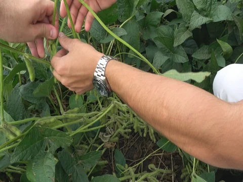 Soybean in hand Stock Footage