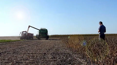 Soybean harvest Stock Footage 43597055