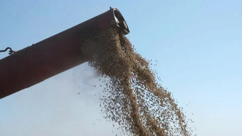 Soybean harvest Stock Footage 139087901