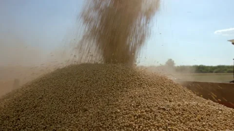 Soybean harvest Stock Footage 171558177