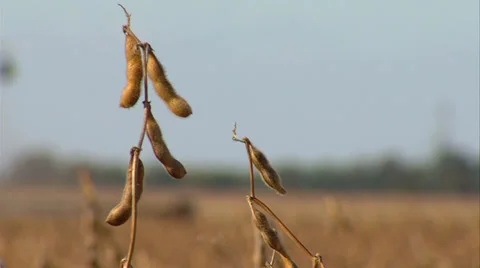 Soybean harvest rack focus to combine Stock-Footage 34646287