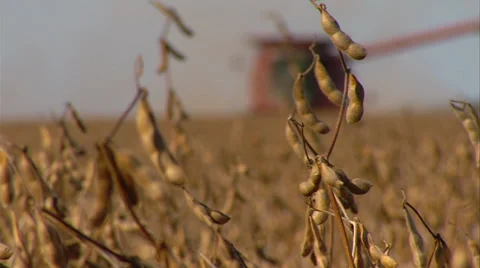 Soybean harvest rack focus Stock-Footage 34646286