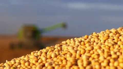 Soybean harvesting. Stock Footage 83712680
