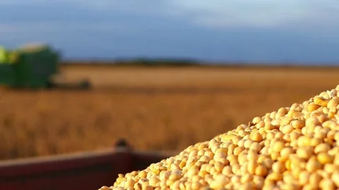 Soybean harvesting. Stock Footage 83713031