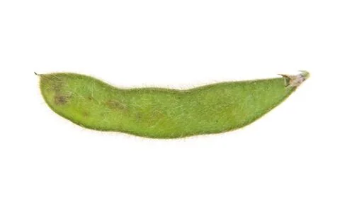Soybean isolated on white background Stock Photos