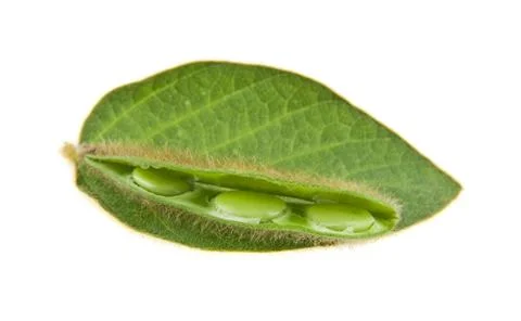 Soybean isolated on white background Stock Photos