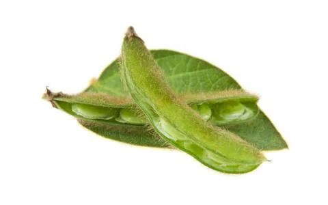 Soybean isolated on white background Stock Photos