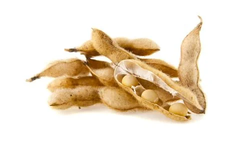 Soybean isolated on white background Stock Photos