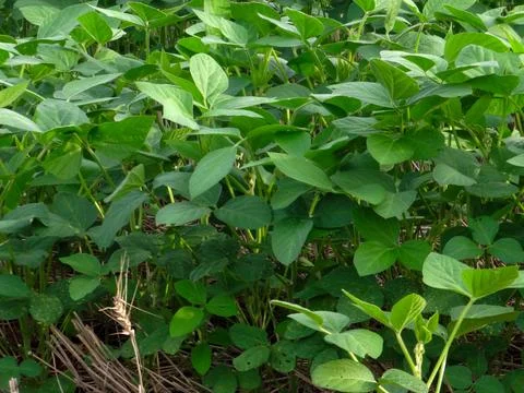 Soybean leaves. Stock Photos