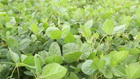 Soybean leaves sway in the wind. Stock Footage 137610210