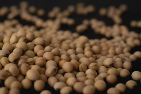 Soybean macro close up, selective focus Stock Photos