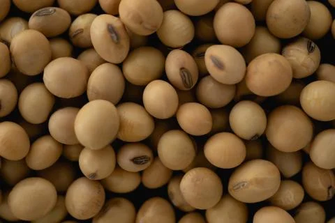 Soybean macro close up, selective focus Stock Photos