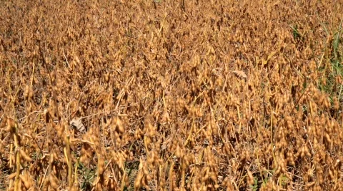 Soybean - MVI 2180 Stock Footage 857284