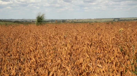 Soybean - MVI 2181 Stock Footage 857295