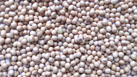 Soybean or soya bean background. Yellow soybean grain. Stock Footage 248338522