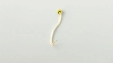 Soybean. Part 2 Stock Footage 20592350