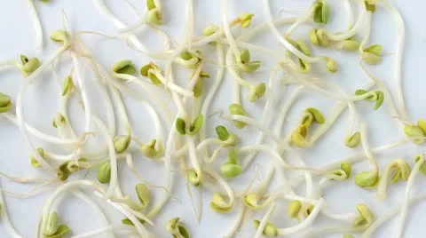 Soybean. Part 3 Stock Footage 20592360