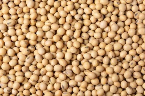 Soybean pattern as for background. Stock Photos
