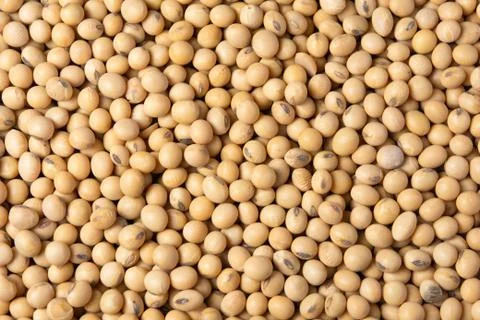 Soybean pattern as for background. Foto stock