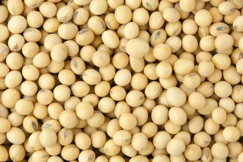 Soybean pattern as for background. Stock Photos