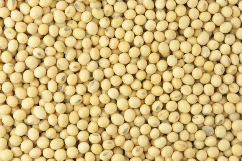 Soybean pattern as for background. Stock Photos