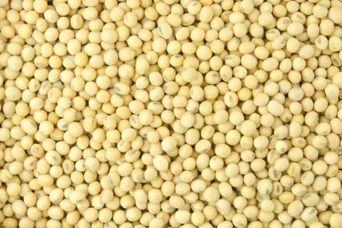 Soybean pattern as for background. Stock Photos