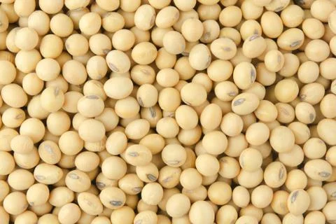 Soybean pattern as for background. 스톡 사진