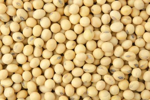 Soybean pattern as for background. Stock Photos