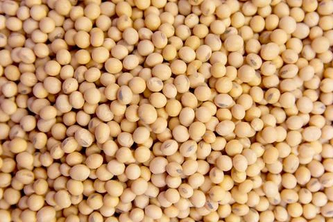Soybean pattern as background Stock Photos
