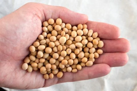 Soybean Foto stock