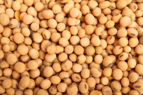 Soybean Stock Photos