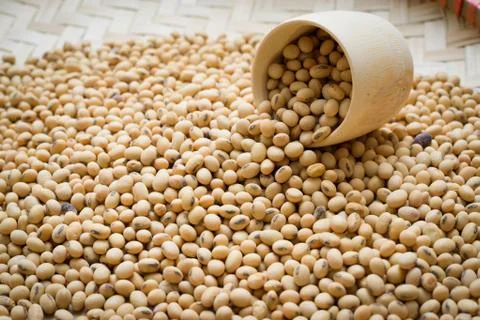 Soybean Stock Photos