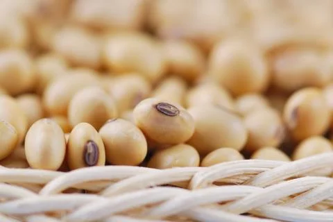 Soybean Stock Photos