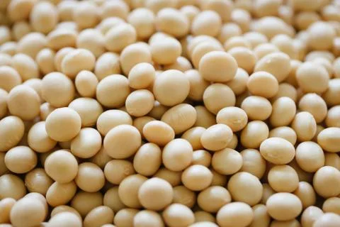 Soybean Stock Photos