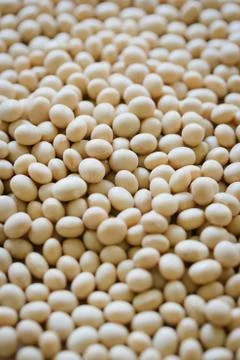 Soybean Stock Photos