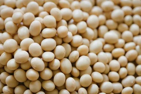 Soybean Stock Photos